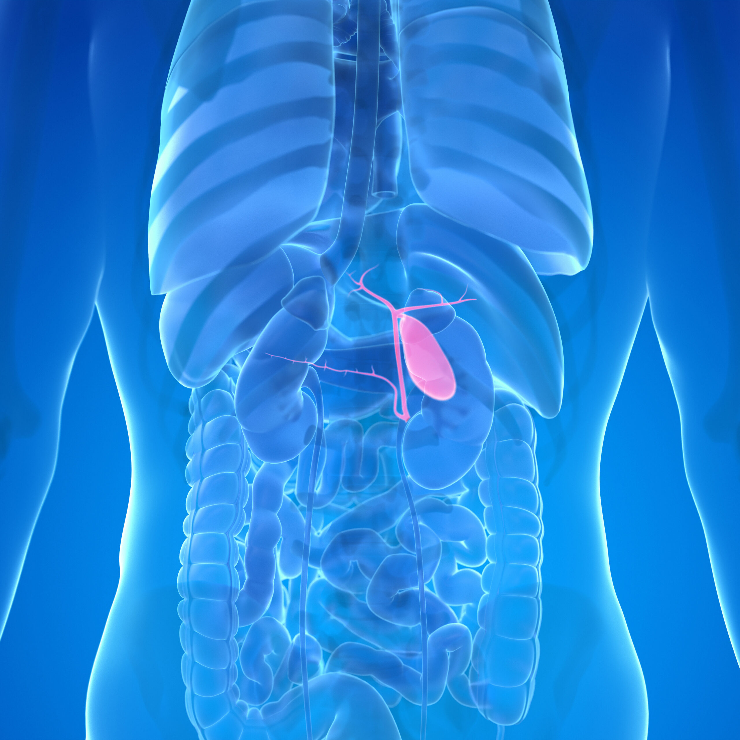 3d rendered medically accurate illustration of the male gallblad